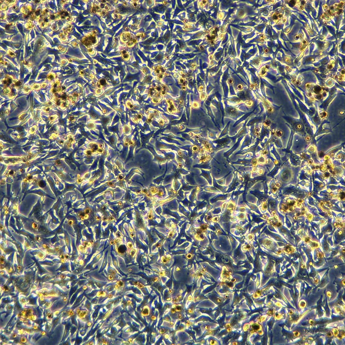 Meisenctcc Mouse Melanoma Cells B16F10-Ova