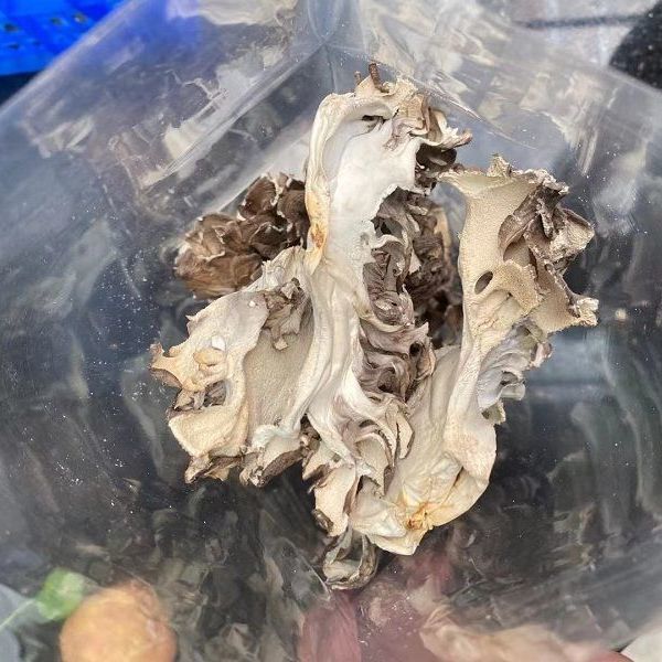 Maitake Dried Goods Edible Non-Polluting Green Maitake Tea Farm Chestnut Mushroom Slices 100g