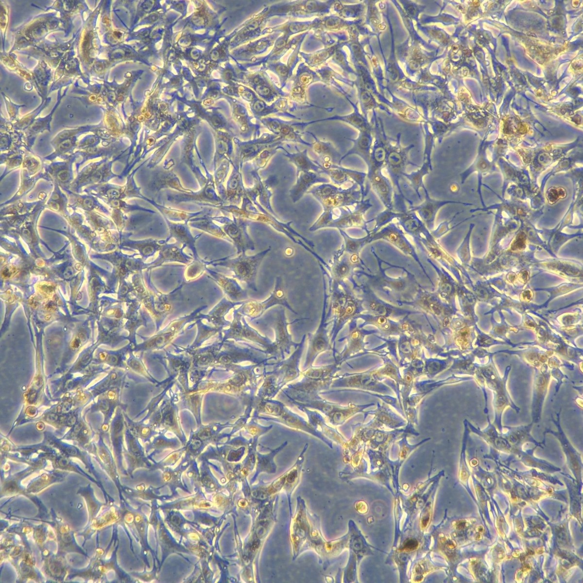 Meisenctcc Mouse Melanoma Cells B16F10-Ova