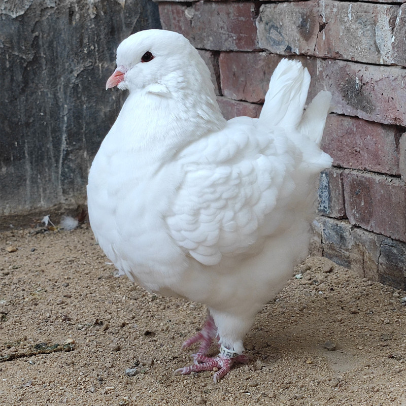 Счастливый ингот голубь, гигантский чистокровный большой ингот голубь, живая пара, декоративный голубь, мясной голубь, бесплатная доставка живых животных