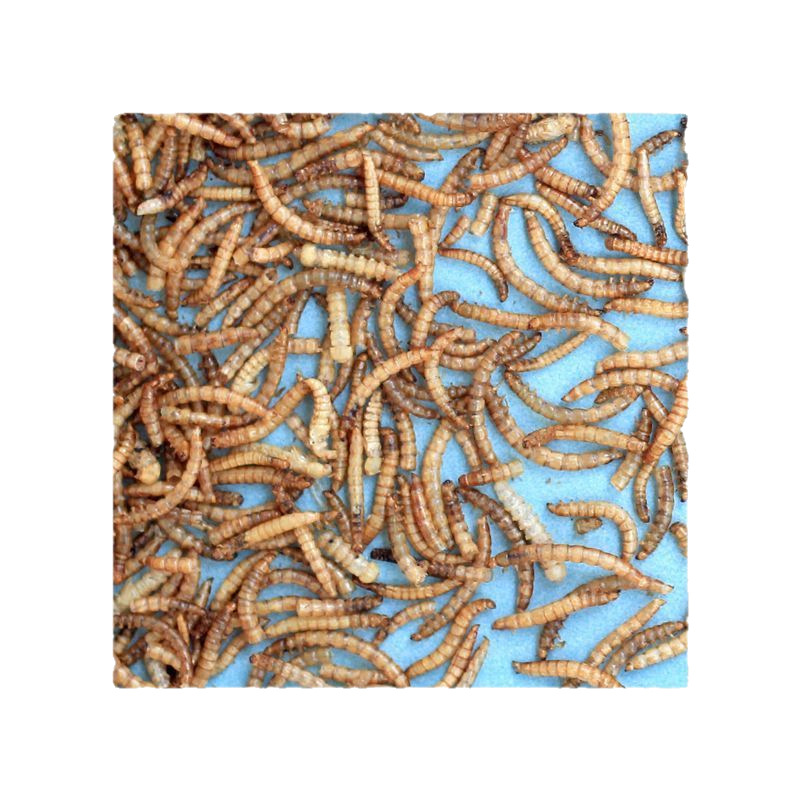 Pet snacks hamster food ornamental fish bread worm dried 500g yellow mealworm feed nutrition hamster food freeze-dried 1