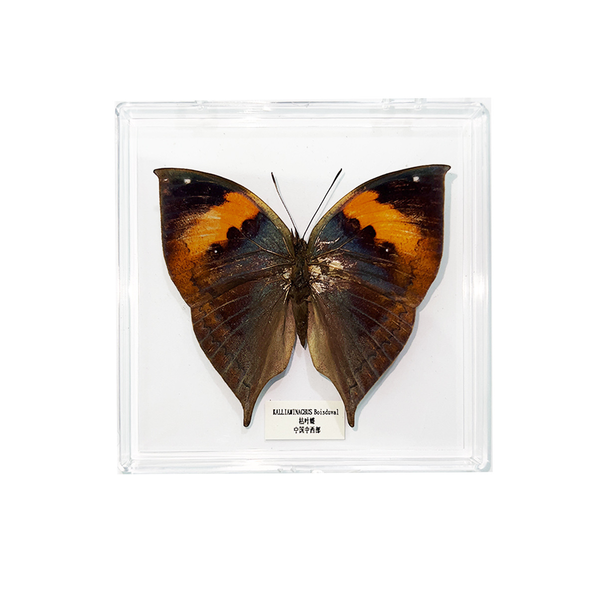 Jingling Craft Real Butterfly Specimen DIY Handmade Butterfly Photo Frame Biological Science Education Girls' Holiday Gift