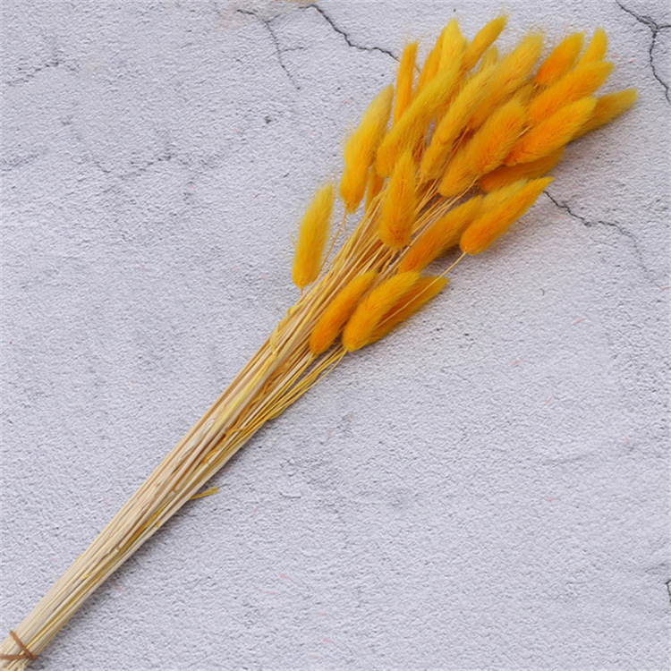 60pcs factory wholesale rabbit tail grass dried flower bouquet ins natural air dried real flower dog tail grass dried flower decoration