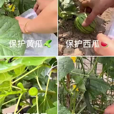 Fruit Bagging, Special Bagging for Grapes, Insect-Proof and Bird-Proof Artifact for Melons and Fruits, Protective Gauze Bag, Fig and Pomegranate Fruit Bag