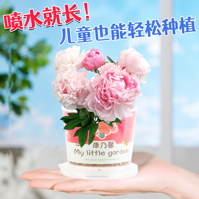 Planting Small Potted Gift Cat Grass Mint Seeds Desktop Green Plant Mini Creative Potted Sunflower Strawberry Planting