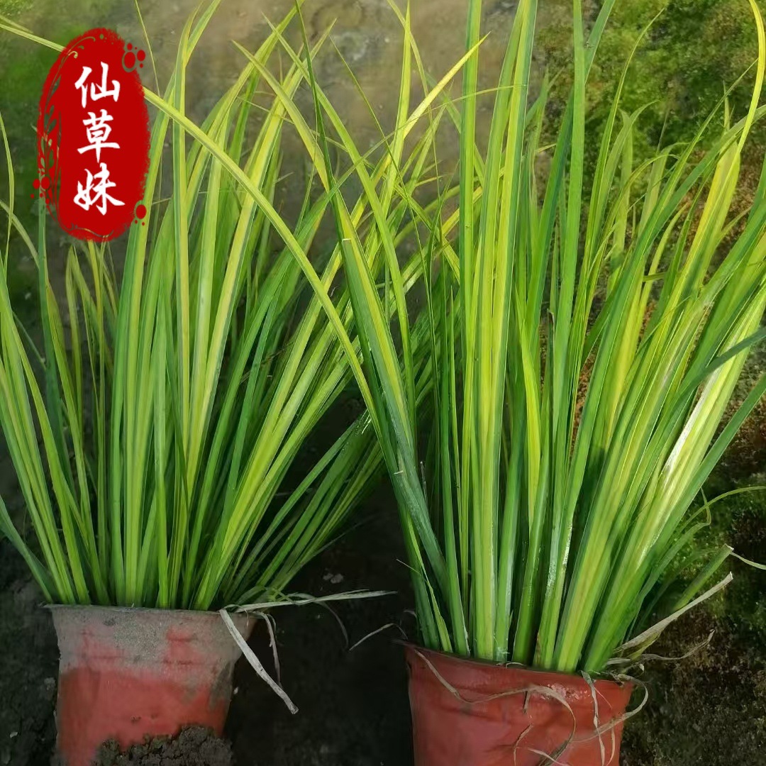 Золотистый лист каламус в горшке, зеленое растение, желтые саженцы каламуса, оптовая продажа для ландшафтного покрытия, водная культура