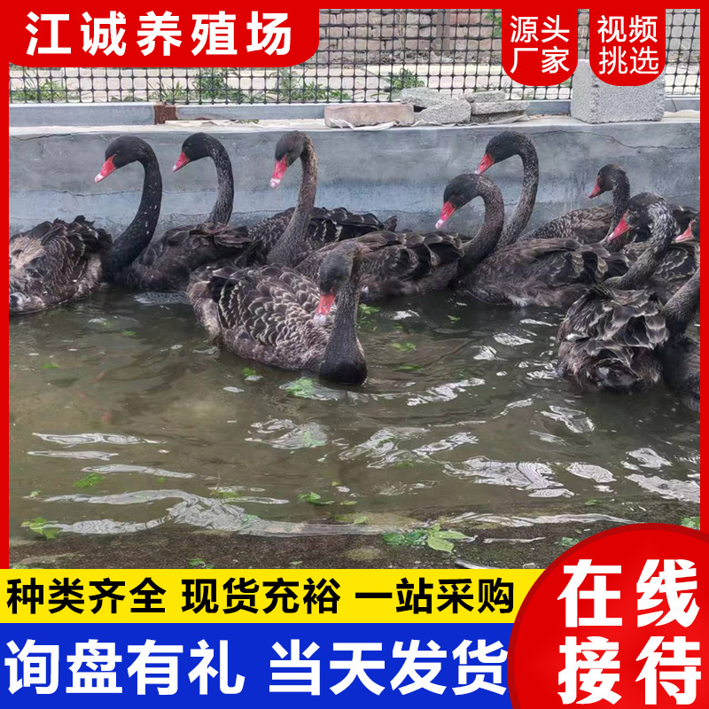 The Farm Sells and Rents Adult Black Swans. How Much Does a Pair of Live Black Swans Cost? the Price of Black Swans That Have Just Been Removed from the Warm Water?