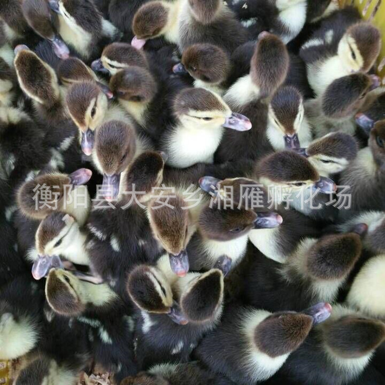 Wholesale Large Black Duck Ducklings, African Goose Ducklings, Black Duck Ducklings, One-Day-Old Ducklings with Vaccine Included