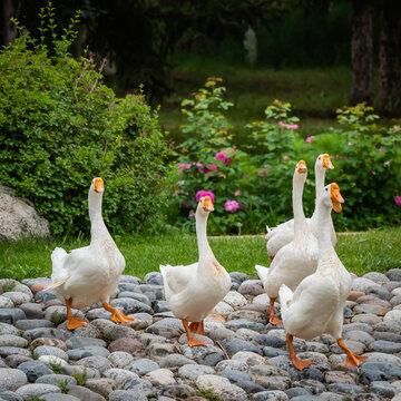 Purebred White Lion Head Goose Live Young Goose Tianshan Authentic Extra Large Breed High Survival Rate Supports Video Selection Goose Batch Order