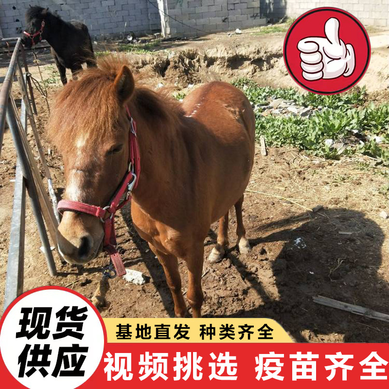 Фермы Шаньдун продают живых карликовых лошадей для детей, цена чистокровных немецких карликовых лошадей