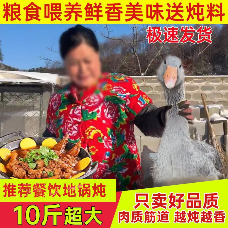 5kg Non-Big Goose Meat, Non-Freshly Slaughtered Goose, Non-Whole Goose, Non-Old Goose, Farm-Raised Changbai Flying Duck Meat