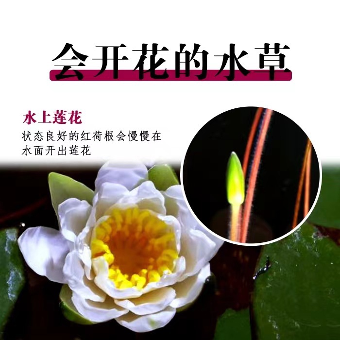 Factory Wholesale Instant Grass Seeds Fish Tank Landscaping Aquatic Grass Seeds Cow Hair Opposite Leaf Grass Seeds Grass Seeds Love Grass Seeds