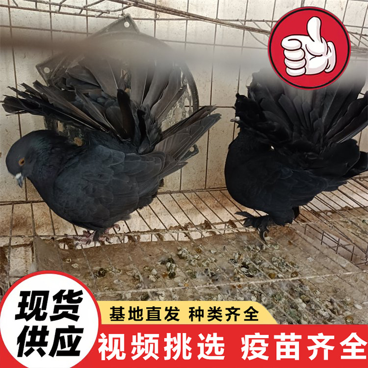 Farm Sells Large Quantities of Gray King Pigeons, American Floor King Pigeons, White Feather King Pigeons for Feeding in Scenic Spots and Square Pigeons at Discounted Prices