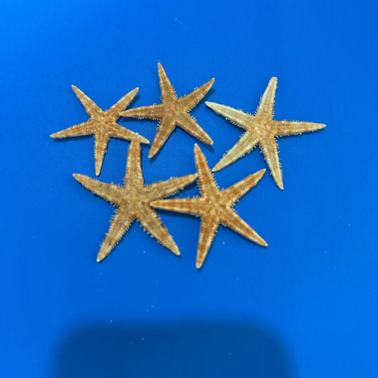 Wholesale Handicrafts Study Natural Starfish Decoration DIY Flat Starfish Conch Shell Bread Starfish Ornaments Decoration