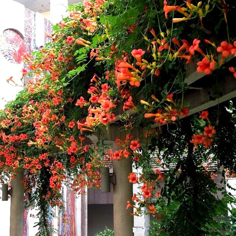 Lingxiao Flower Seedlings, Large Flower Climbing Vines, Russian and American Lingxiao Saplings, Balcony Courtyard House Greening Firecracker Flowers