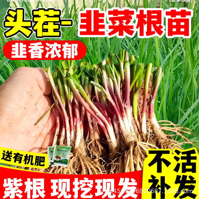 Новые саженцы корней лука-порея, пурпурные корни, большие широкие листья, выкопанные с землей в любое время года, тонколистные комнатные овощи, оптовая продажа лука-порея в любое время года