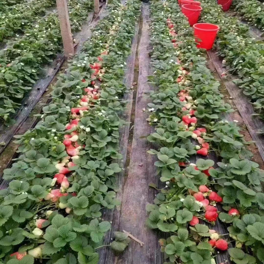 Four Seasons Strawberry Seedlings, Cream Red Strawberry Seedlings, Strawberry Potted Plants Planted in Greenhouses, Cream Grass That Bears Fruit in the Same Year