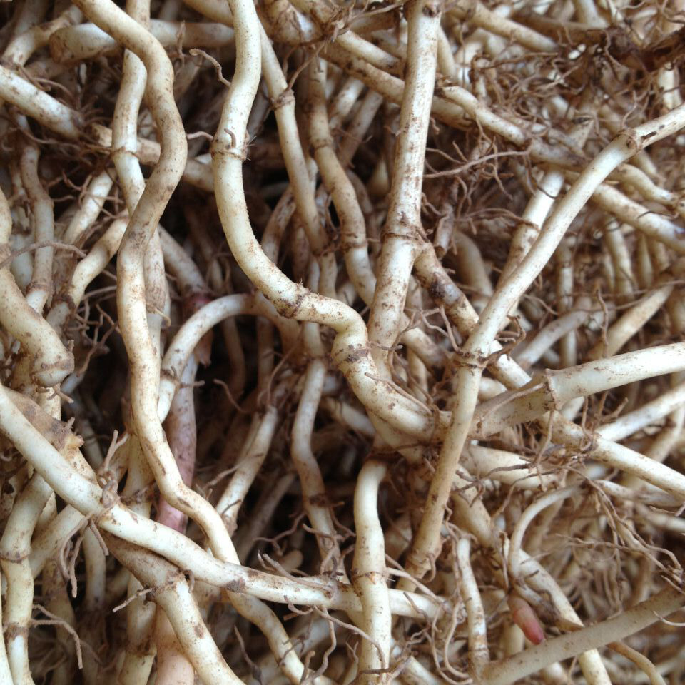 Fresh and Tender Houttuynia Cordata Roots for Cold Salad
