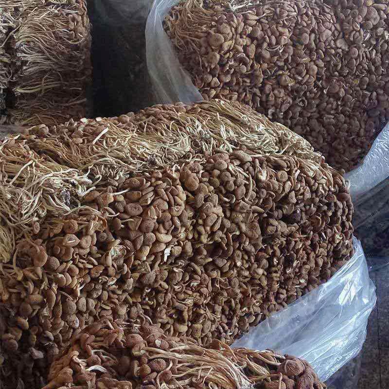 Unopened Tea Tree Mushroom Dried Goods Specialty Gutian Fujian Unopened Tea Tree Mushroom 500g Edible Mushroom Agricultural Products