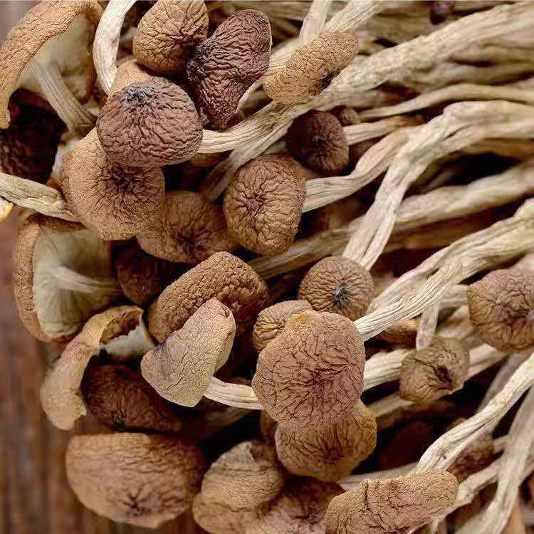 Unopened Tea Tree Mushroom Dried Goods Specialty Gutian Fujian Unopened Tea Tree Mushroom 500g Edible Mushroom Agricultural Products