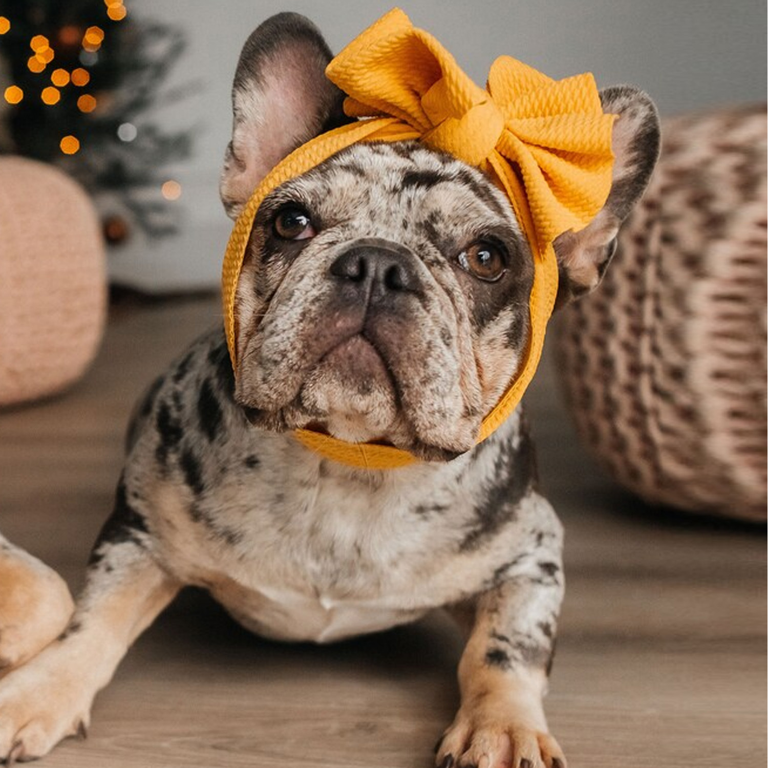 Amazon Cross-border Pet Products Wholesale Dog Funny Headband Cat Solid Color Double Bow Headwear 12 Color